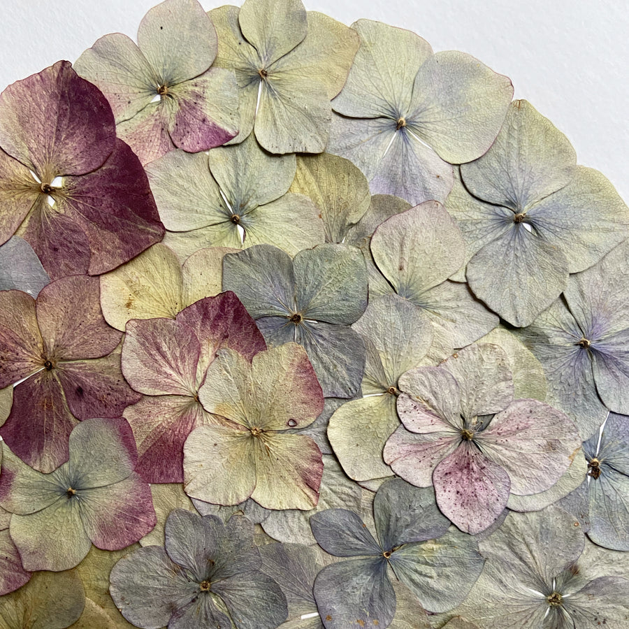 details couleurs gulo hortensia herbier horti paris fleurs séchées cadre décoration herbarium made in france 