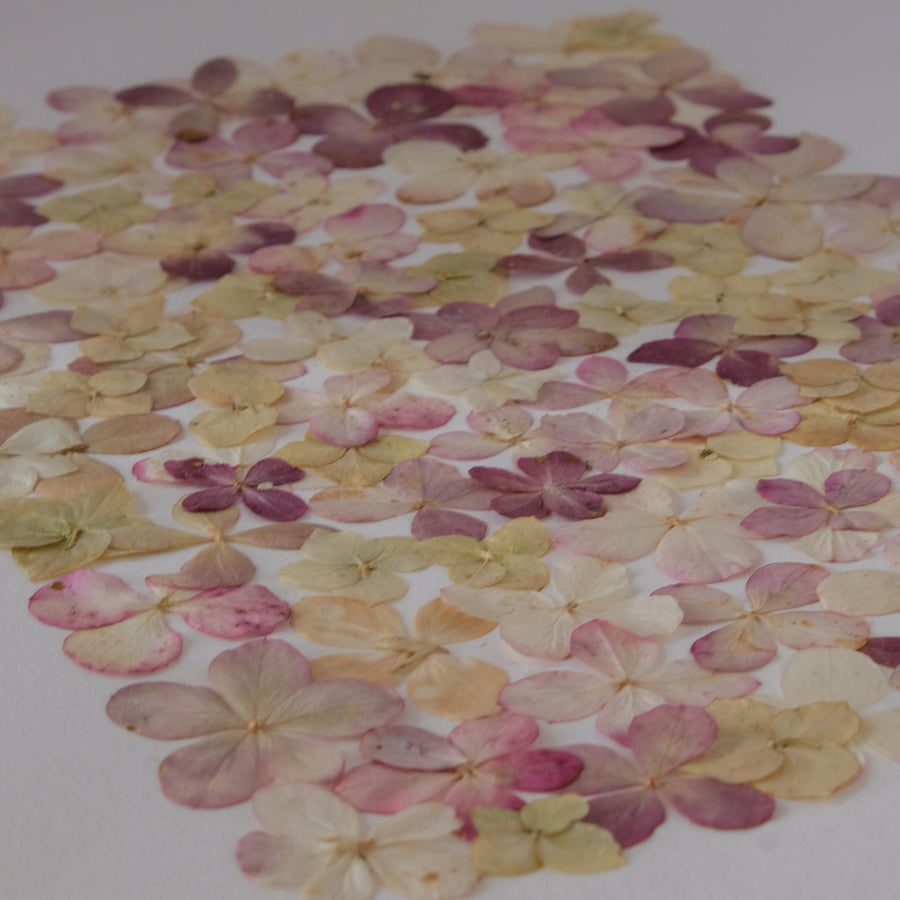 elfi hortensia herbier horti cadeau mariage naissance anniversaire paris fleurs séchées cadre décoration herbarium made in france 
