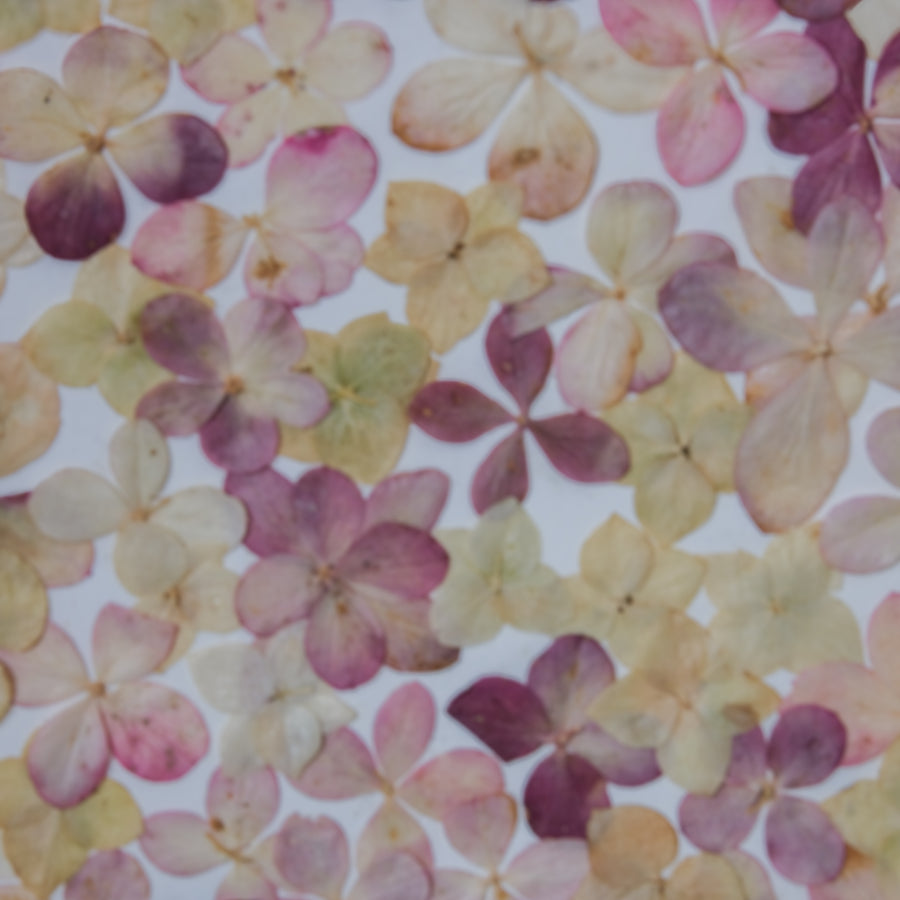 elfi hortensia herbier horti cadeau mariage naissance anniversaire paris fleurs séchées cadre décoration herbarium made in france 