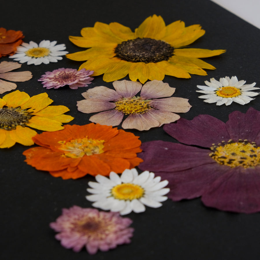 herbier horti cadeau mariage naissance anniversaire paris fleurs séchées cadre décoration herbarium made in france  mook