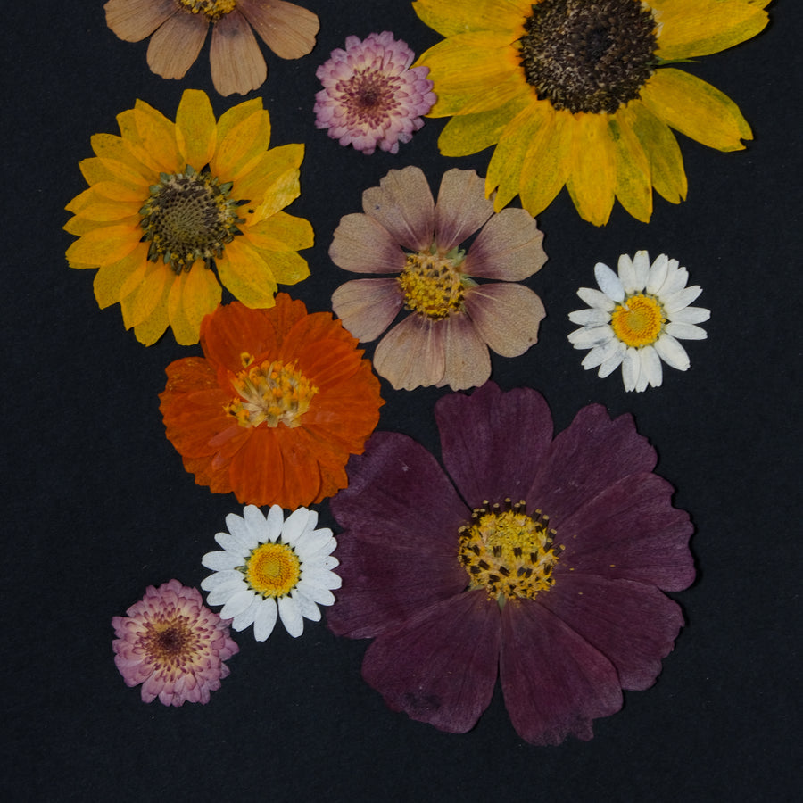 mook tournesol cosmos marguerite  chrysanthème herbier horti cadeau mariage naissance anniversaire paris fleurs séchées cadre décoration herbarium made in france 