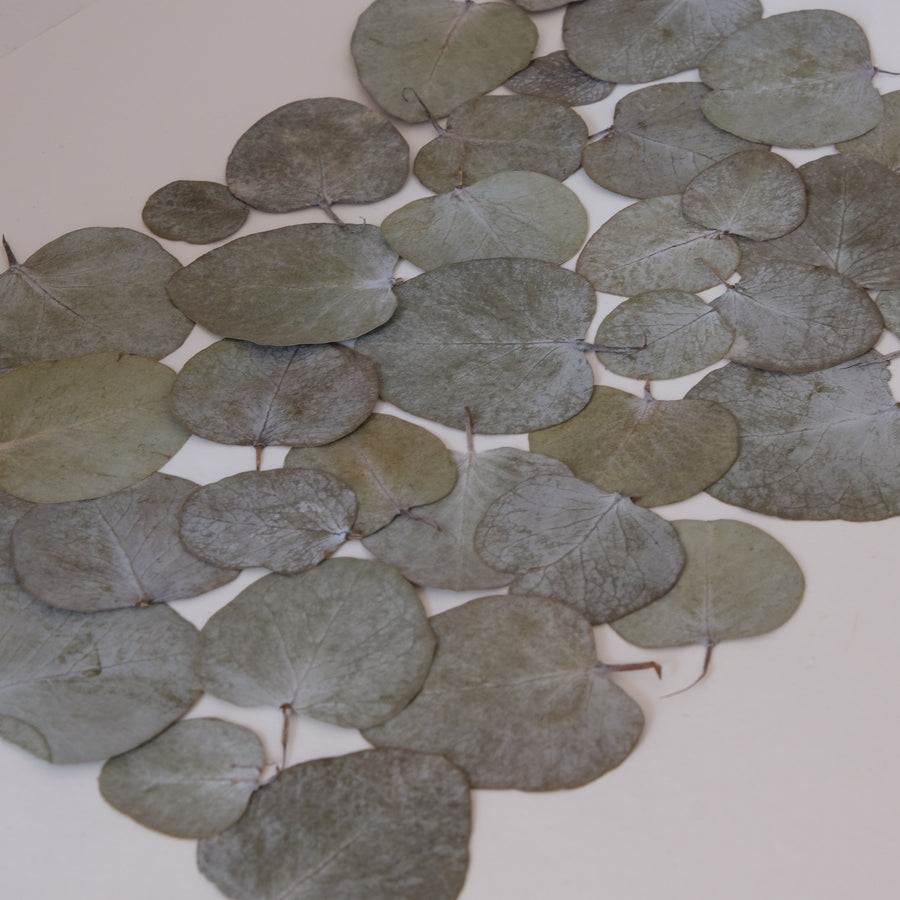 tuk eucalyptus herbier horti cadeau mariage naissance anniversaire paris fleurs séchées cadre décoration herbarium made in france 