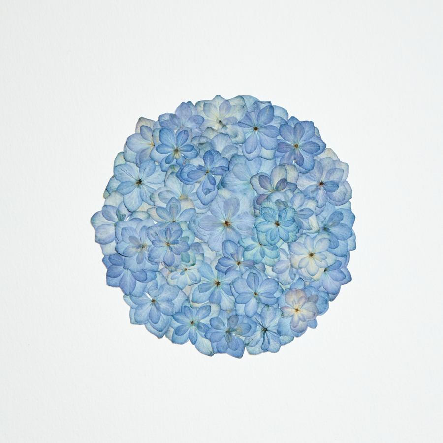 hortensia nano herbier horti paris fleurs séchées cadre décoration herbarium made in france 